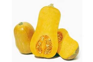 courge Butternut